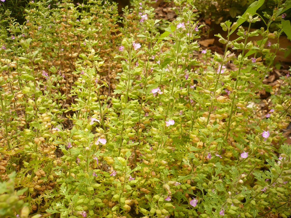 Teucrium botrys (Lamiaceae)
